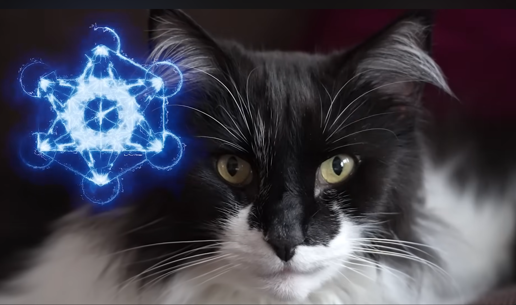 Mästerkatternas budskap | Samtal med Mästerkatten Shanti